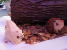 Food18