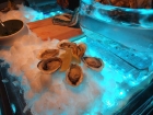 Oyster2