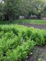 Garden2