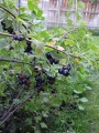 Garden4