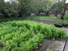 Garden2