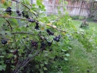 Garden4